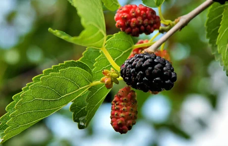 תות עץ, ערך תזונתי ויתרונות הבריאות שיפתיעו אתכם